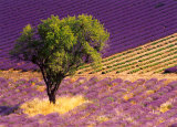 Buy Provence Scene at AllPosters.com