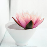 Buy Waterlily at AllPosters.com