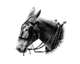 Work Mule  2