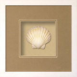 Irish Deep Shell (Beachcomber Collection) Dimensional Product