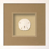 Sanddollar (Beachcomber Collection) Dimensional Product