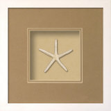 Starfish (Beachcomber Collection) Dimensional Product