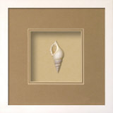 Buy Baby Tibia Shell (Beachcomber Collection) at AllPosters.com