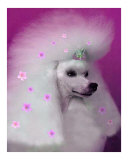 Buy Diva at AllPosters.com