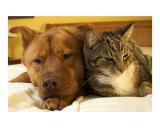 Dog and cat together
