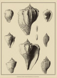 Buy Shells on Khaki X at AllPosters.com