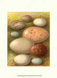 Bird Egg Collection IV