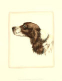 Cocker Spaniel
