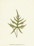 Woodland Ferns IV