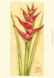 Red Heliconia