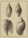 Buy Shells on Khaki XI at AllPosters.com