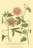 Buy Passion Flower II at AllPosters.com