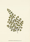 Woodland Ferns II
