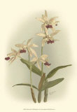Buy Orchid Garden I at AllPosters.com