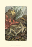 Under the Sea I