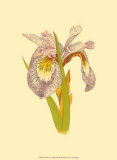 Buy Iris Bloom I at AllPosters.com