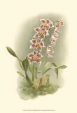 Buy Orchid Garden II at AllPosters.com