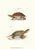 Antique Turtles II