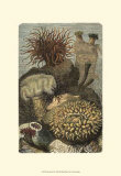 Under the Sea II