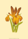 Iris Bloom II