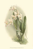 Buy Orchid Garden III at AllPosters.com