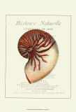 Coquilles de Mer I