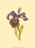 Iris Bloom III