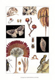 Nature's Curio IV