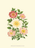 Summer Garden IV