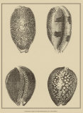 Buy Shells on Khaki VI at AllPosters.com