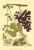 Buy Grapes I at AllPosters.com