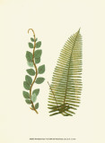 Woodland Ferns VI