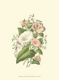 Buy Summer Garden V at AllPosters.com