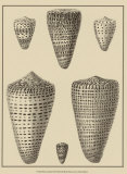 Buy Shells on Khaki VII at AllPosters.com