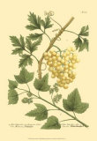 Buy Grapes II at AllPosters.com