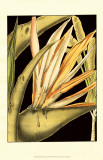 Buy Tranquil Tropical Leaves III at AllPosters.com