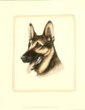 German Shepard