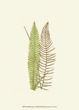 Buy Woodland Ferns V at AllPosters.com