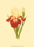 Iris Bloom VIII