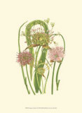 Buy Summer Garden VI at AllPosters.com