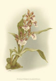 Buy Orchid Garden IV at AllPosters.com