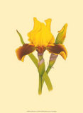Iris Bloom IV