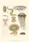 Buy Underwater Oddities II at AllPosters.com