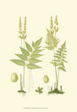 Buy Spring Ferns I at AllPosters.com