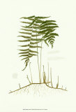 Buy Spring Ferns III at AllPosters.com