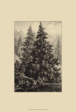 Spruce Pine