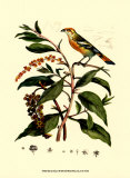Buy Bird in Nature I at AllPosters.com