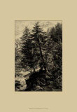 Buy Larch Tree at AllPosters.com