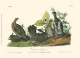 Canada Grouse