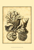 Neutral Shell and Coral Collection II